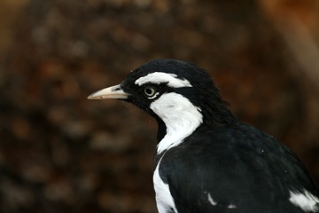 Magpie lark